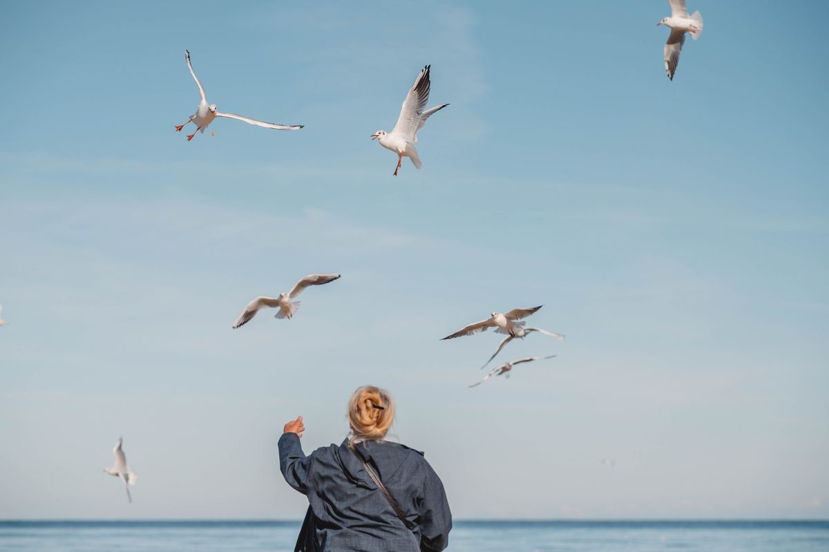 Möwen fliegen über dem Strand