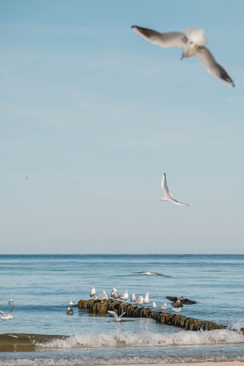 Frau füttert Möwen am Strand